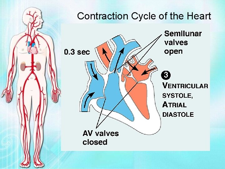 Contraction Cycle of the Heart 