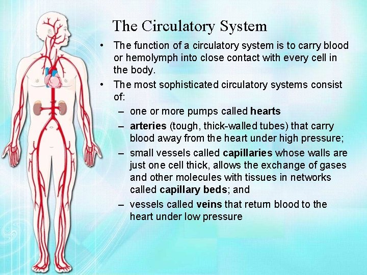 The Circulatory System • The function of a circulatory system is to carry blood