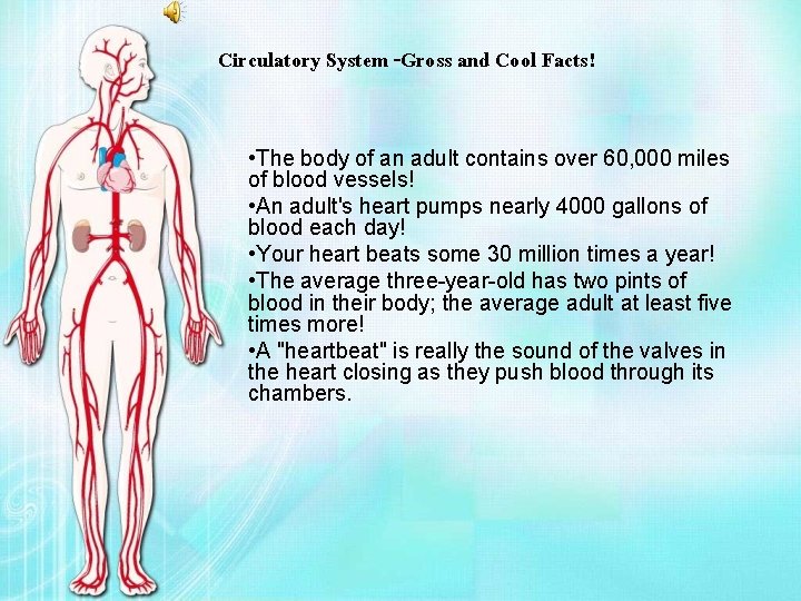 Circulatory System -Gross and Cool Facts! • The body of an adult contains over