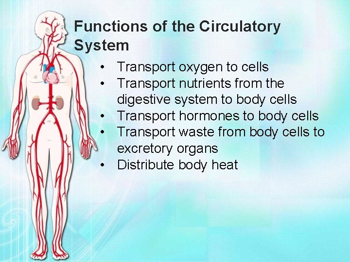 Functions of the Circulatory System • Transport oxygen to cells • Transport nutrients from