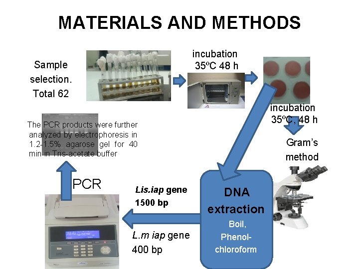 MATERIALS AND METHODS incubation 35ºC 48 h Sample selection. Total 62 incubation 35ºC, 48