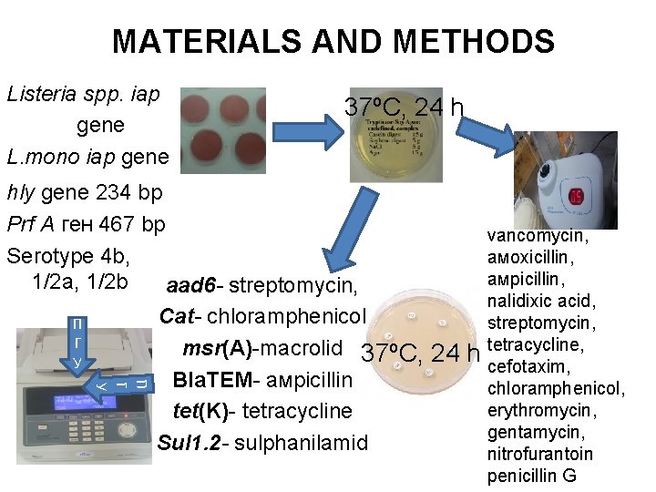 MATERIALS AND METHODS Listeria spp. iap gene L. mono iap gene 37ºC, 24 h