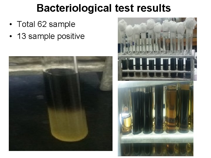 Bacteriological test results • Total 62 sample • 13 sample positive 