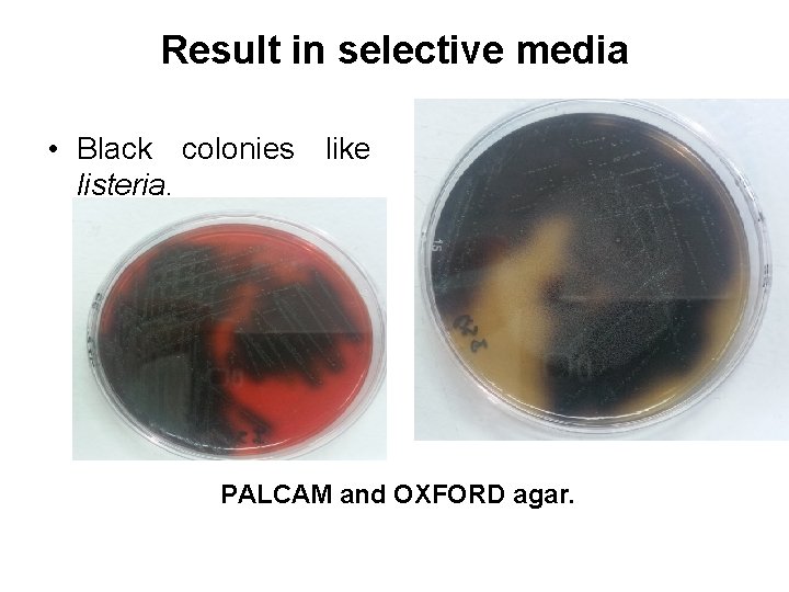 Result in selective media • Black colonies like listeria. PALCAM and OXFORD agar. 