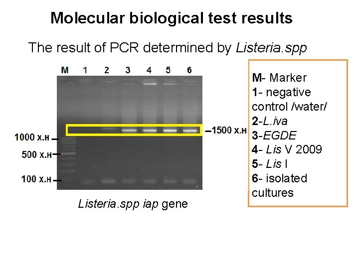 Molecular biological test results The result of PCR determined by Listeria. spp Listeria. spp