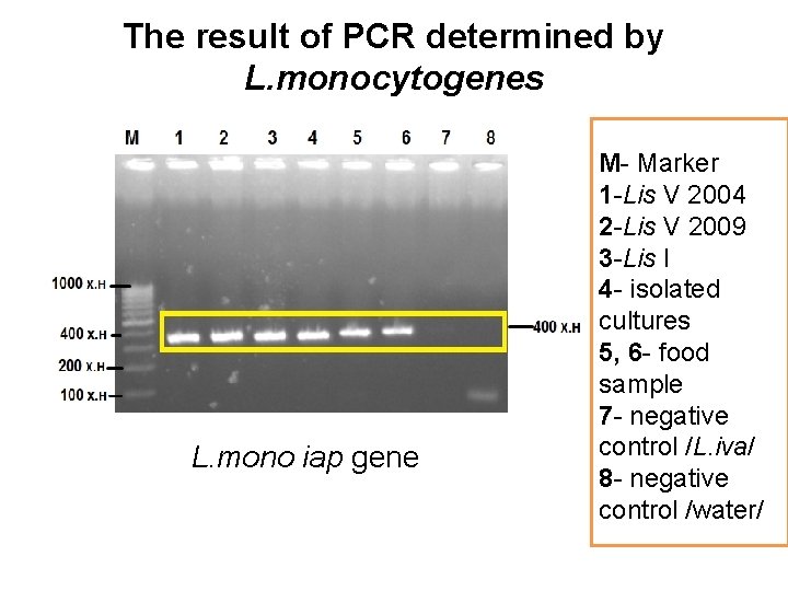 The result of PCR determined by L. monocytogenes L. mono iap gene M- Маrker
