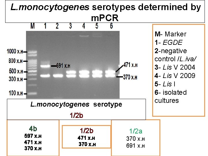 L. monocytogenes serotypes determined by m. PCR M- Marker 1 - EGDE 2