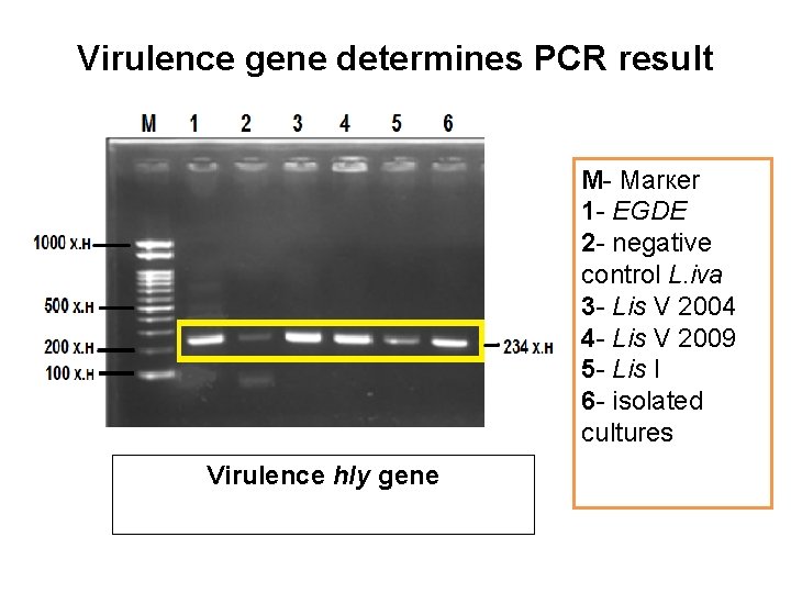 Virulence gene determines PCR result M- Маrкеr 1 - EGDE 2 - negative control