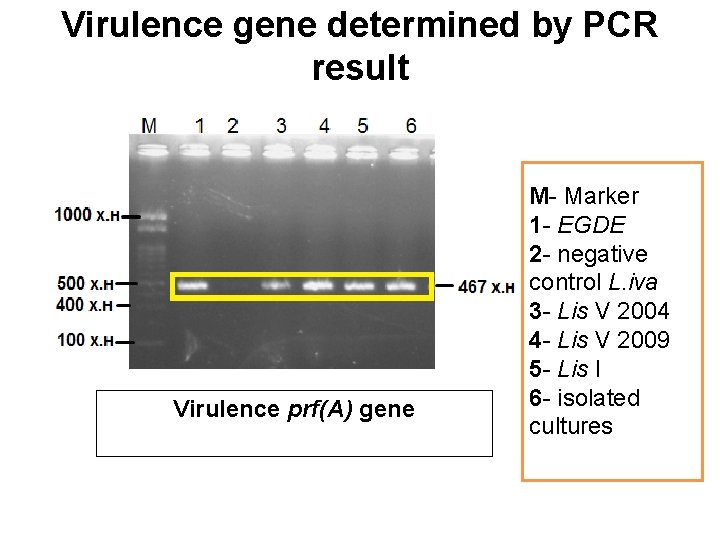 Virulence gene determined by PCR result Virulence prf(A) gene M- Маrker 1 - EGDE
