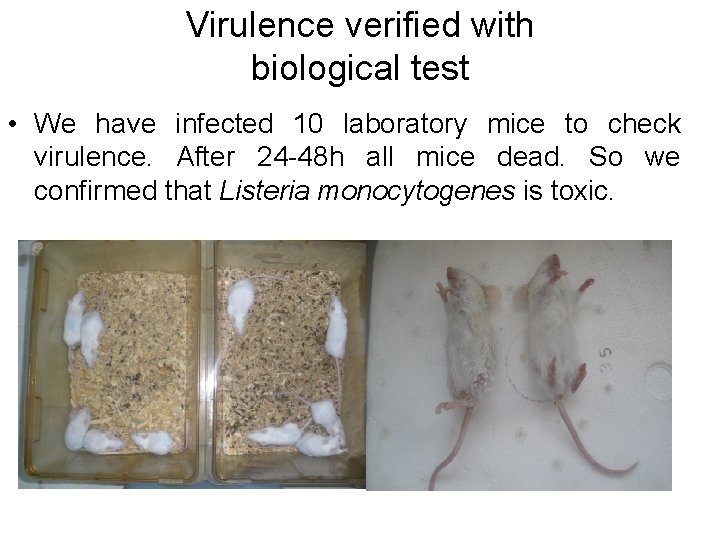 Virulence verified with biological test • We have infected 10 laboratory mice to check