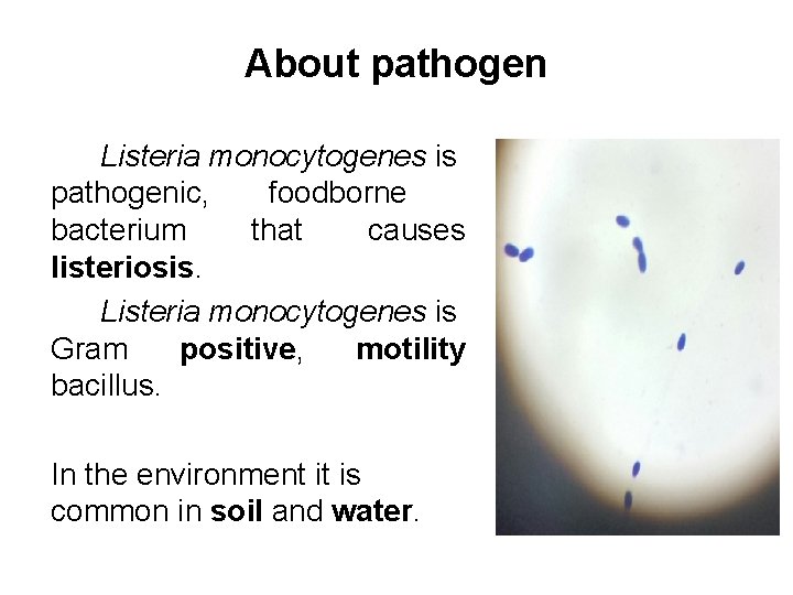 About pathogen Listeria monocytogenes is pathogenic, foodborne bacterium that causes listeriosis. Listeria monocytogenes is