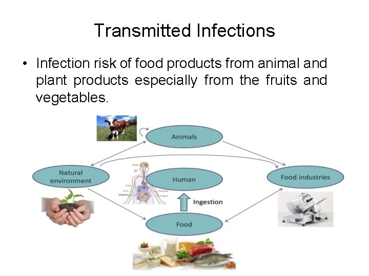 Transmitted Infections • Infection risk of food products from animal and plant products especially