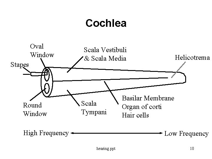 Cochlea Oval Window Stapes Round Window Scala Vestibuli & Scala Media Scala Tympani High