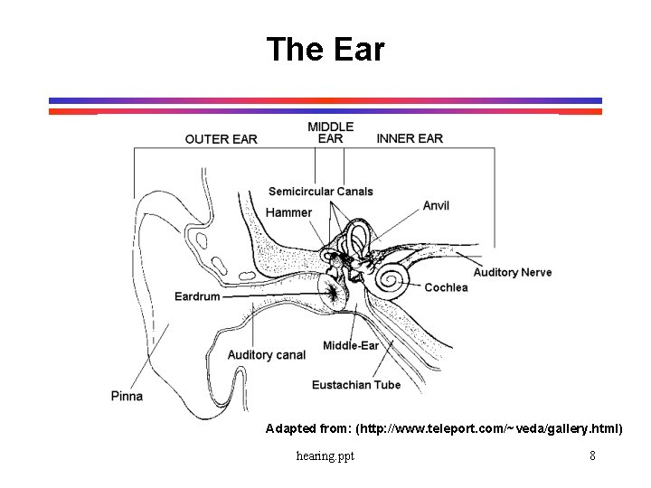 The Ear Adapted from: (http: //www. teleport. com/~veda/gallery. html) hearing. ppt 8 