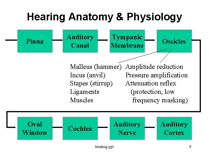 Hearing Anatomy & Physiology Pinna Auditory Canal Tympanic Membrane Ossicles Malleus (hammer) Amplitude reduction