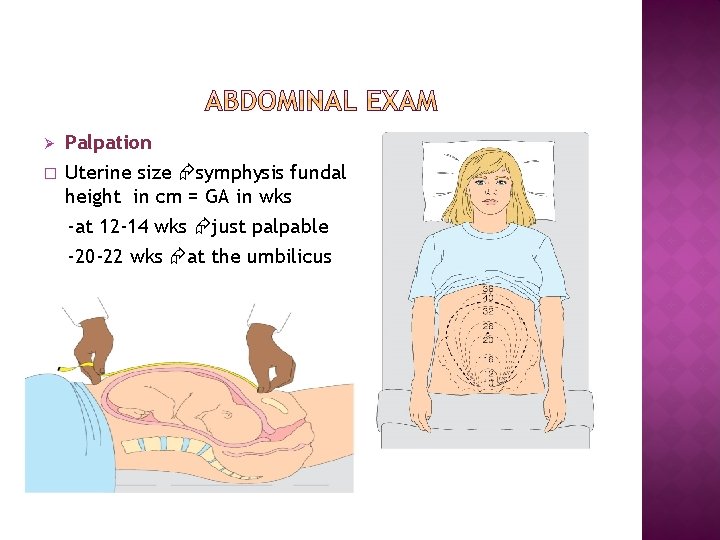 Ø � Palpation Uterine size symphysis fundal height in cm = GA in wks