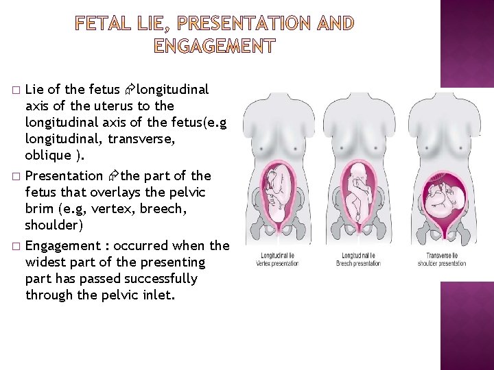 � � � Lie of the fetus longitudinal axis of the uterus to the