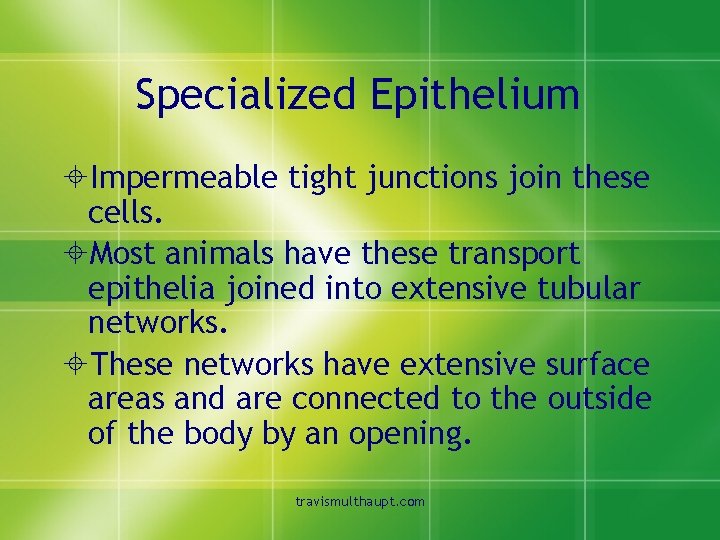 Specialized Epithelium ±Impermeable tight junctions join these cells. ±Most animals have these transport epithelia