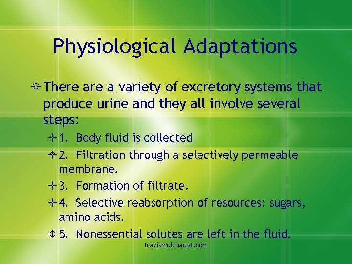 Physiological Adaptations ± There a variety of excretory systems that produce urine and they