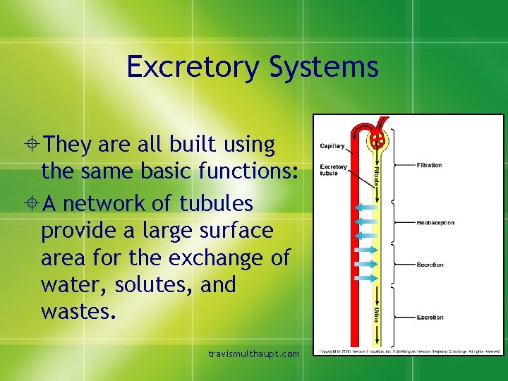 Excretory Systems ±They are all built using the same basic functions: ±A network of