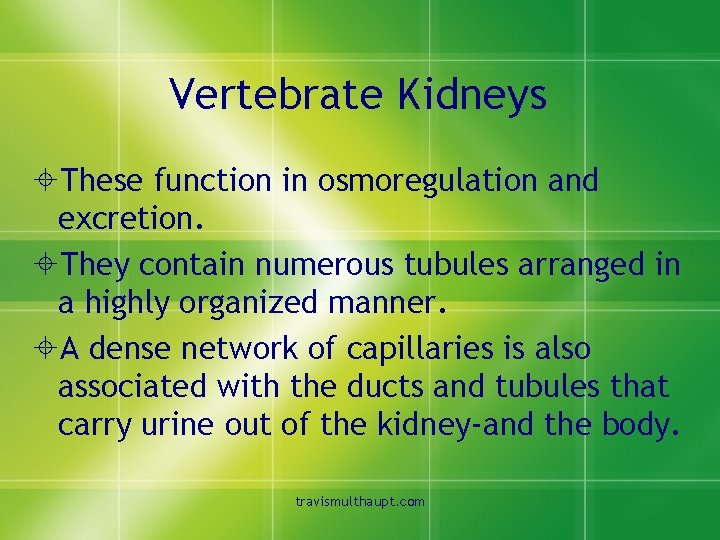 Vertebrate Kidneys ±These function in osmoregulation and excretion. ±They contain numerous tubules arranged in