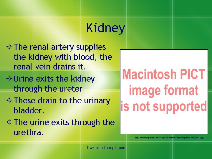 Kidney ± The renal artery supplies the kidney with blood, the renal vein drains