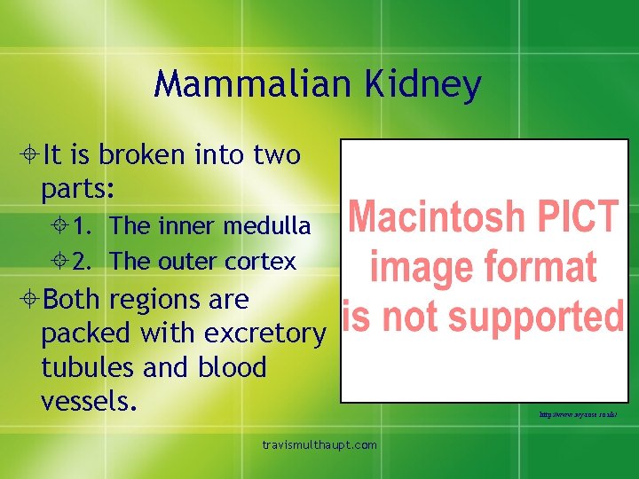 Mammalian Kidney ±It is broken into two parts: ± 1. The inner medulla ±