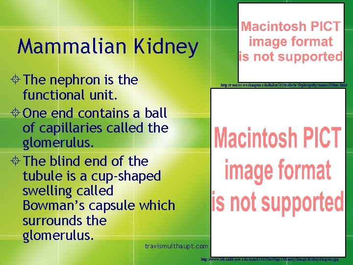 Mammalian Kidney ± The nephron is the functional unit. ± One end contains a