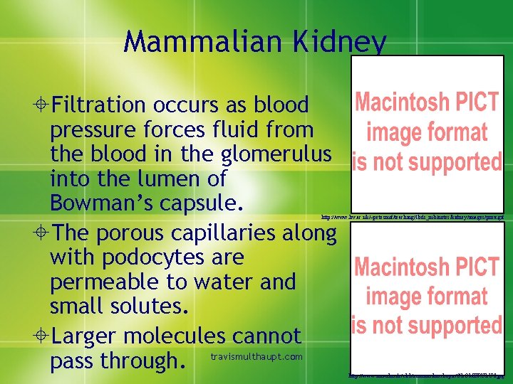 Mammalian Kidney ±Filtration occurs as blood pressure forces fluid from the blood in the