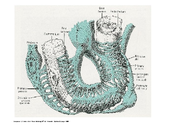 Junqueira, L. Carlos, et al. , Basic Histology 8 th Ed. Norwalk: Apleton &