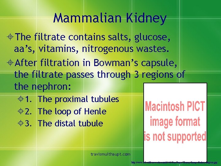 Mammalian Kidney ±The filtrate contains salts, glucose, aa’s, vitamins, nitrogenous wastes. ±After filtration in