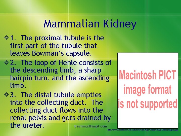 Mammalian Kidney ± 1. The proximal tubule is the first part of the tubule