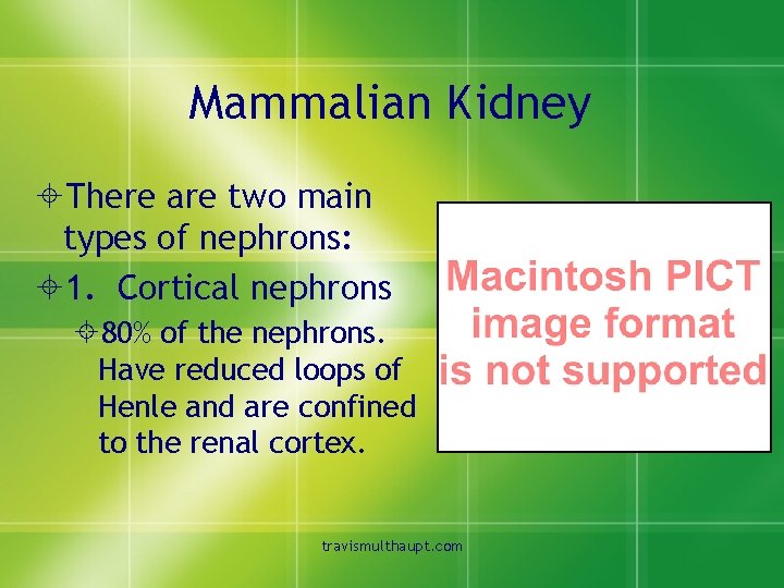 Mammalian Kidney ±There are two main types of nephrons: ± 1. Cortical nephrons ±