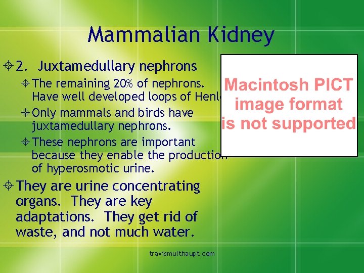 Mammalian Kidney ± 2. Juxtamedullary nephrons ±The remaining 20% of nephrons. Have well developed