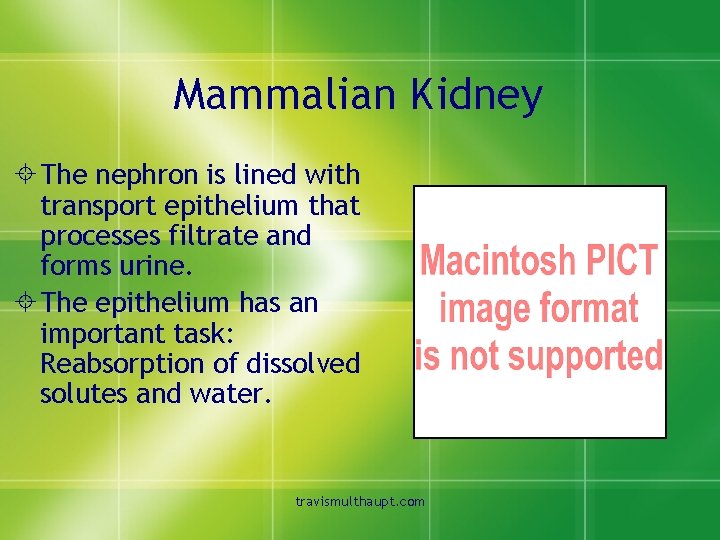 Mammalian Kidney ± The nephron is lined with transport epithelium that processes filtrate and