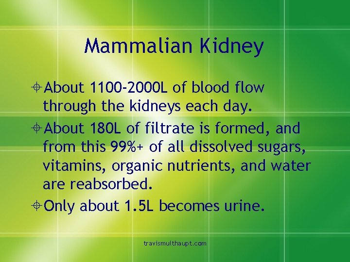 Mammalian Kidney ±About 1100 -2000 L of blood flow through the kidneys each day.