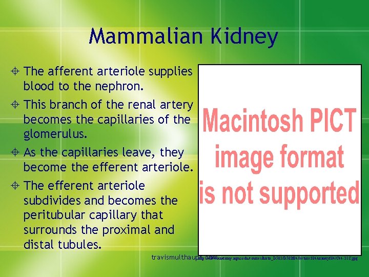 Mammalian Kidney ± The afferent arteriole supplies blood to the nephron. ± This branch