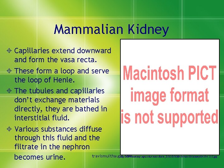 Mammalian Kidney ± Capillaries extend downward and form the vasa recta. ± These form