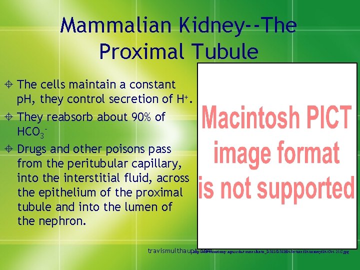 Mammalian Kidney--The Proximal Tubule ± The cells maintain a constant p. H, they control