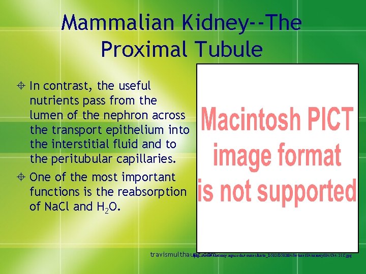 Mammalian Kidney--The Proximal Tubule ± In contrast, the useful nutrients pass from the lumen