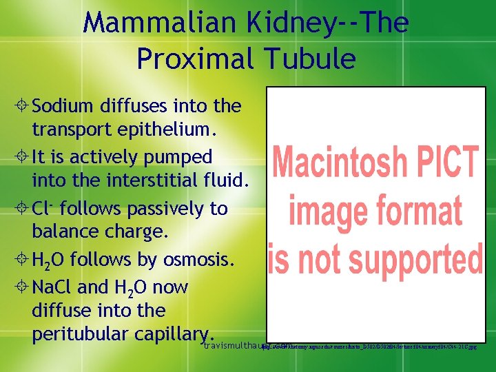 Mammalian Kidney--The Proximal Tubule ± Sodium diffuses into the transport epithelium. ± It is