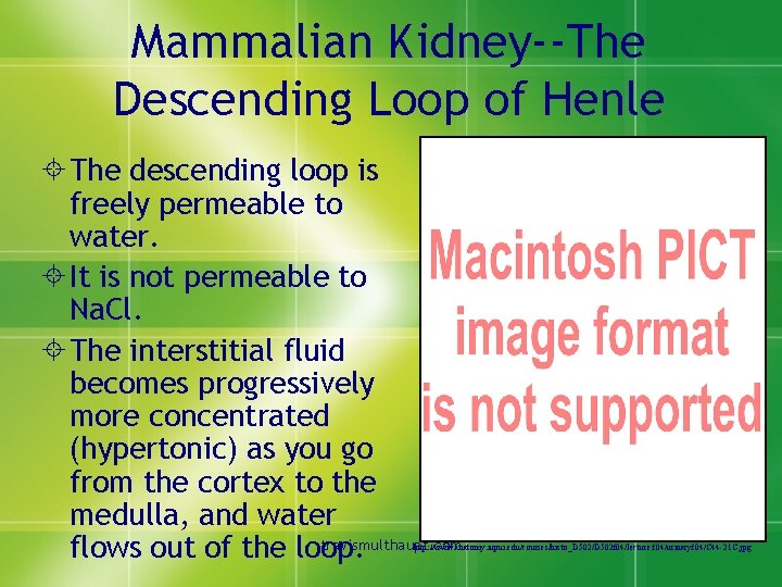 Mammalian Kidney--The Descending Loop of Henle ± The descending loop is freely permeable to