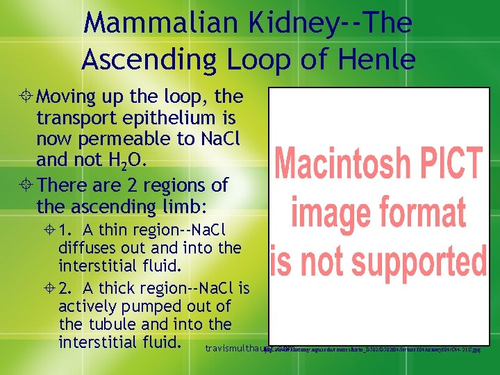 Mammalian Kidney--The Ascending Loop of Henle ± Moving up the loop, the transport epithelium