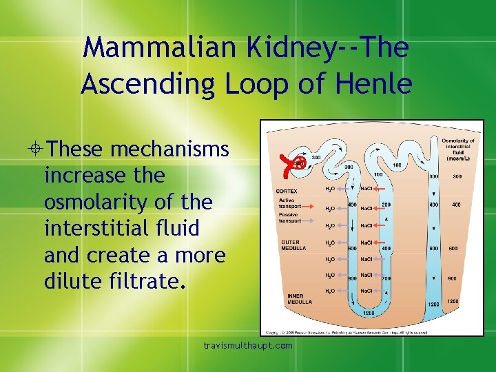 Mammalian Kidney--The Ascending Loop of Henle ±These mechanisms increase the osmolarity of the interstitial