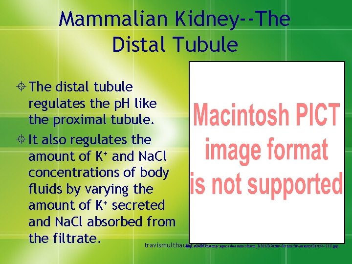 Mammalian Kidney--The Distal Tubule ± The distal tubule regulates the p. H like the