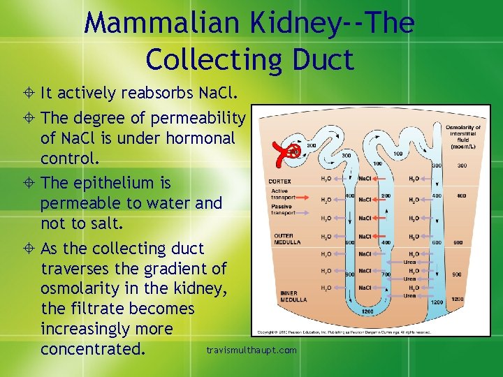 Mammalian Kidney--The Collecting Duct ± It actively reabsorbs Na. Cl. ± The degree of