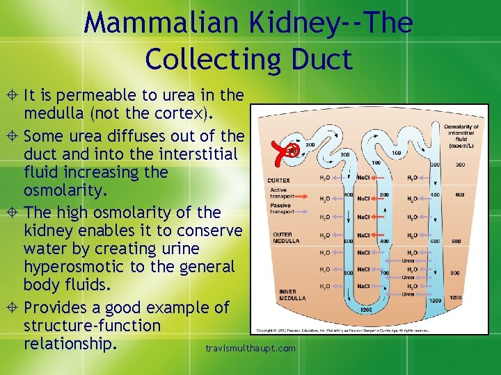 Mammalian Kidney--The Collecting Duct ± It is permeable to urea in the medulla (not