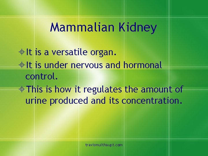 Mammalian Kidney ±It is a versatile organ. ±It is under nervous and hormonal control.