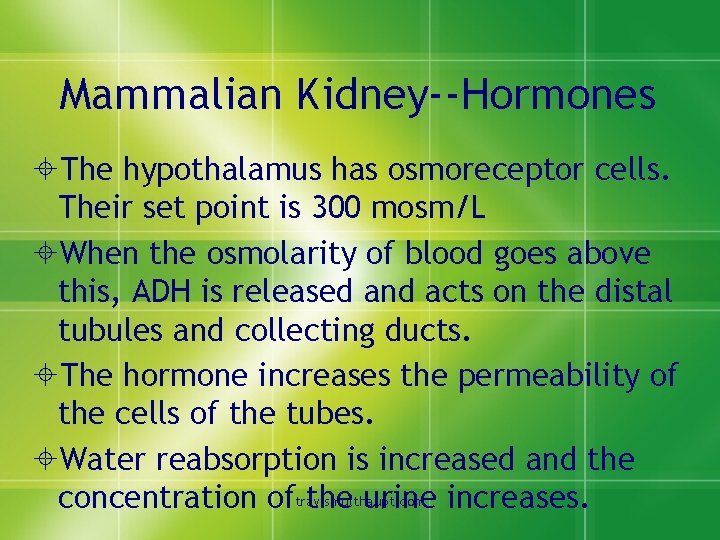 Mammalian Kidney--Hormones ±The hypothalamus has osmoreceptor cells. Their set point is 300 mosm/L ±When