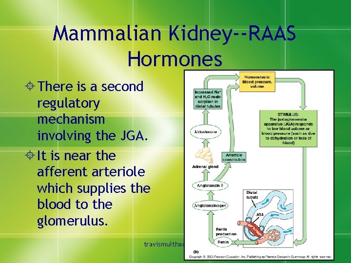 Mammalian Kidney--RAAS Hormones ± There is a second regulatory mechanism involving the JGA. ±